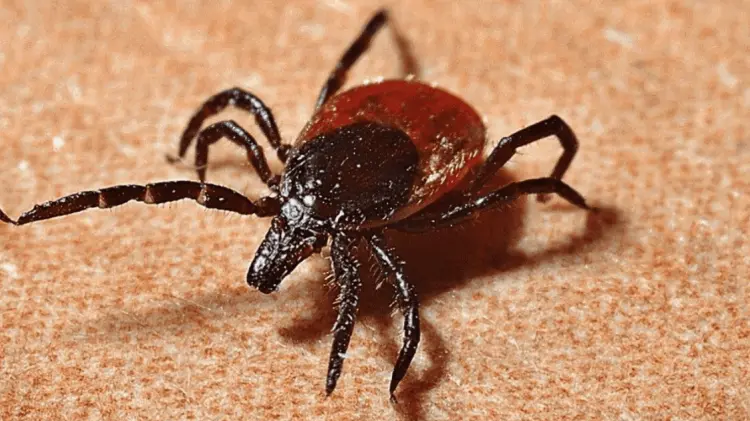 Las garrapatas pueden contagiar a personas de esta enfermedad. (Foto: Especial/EXPRESO)