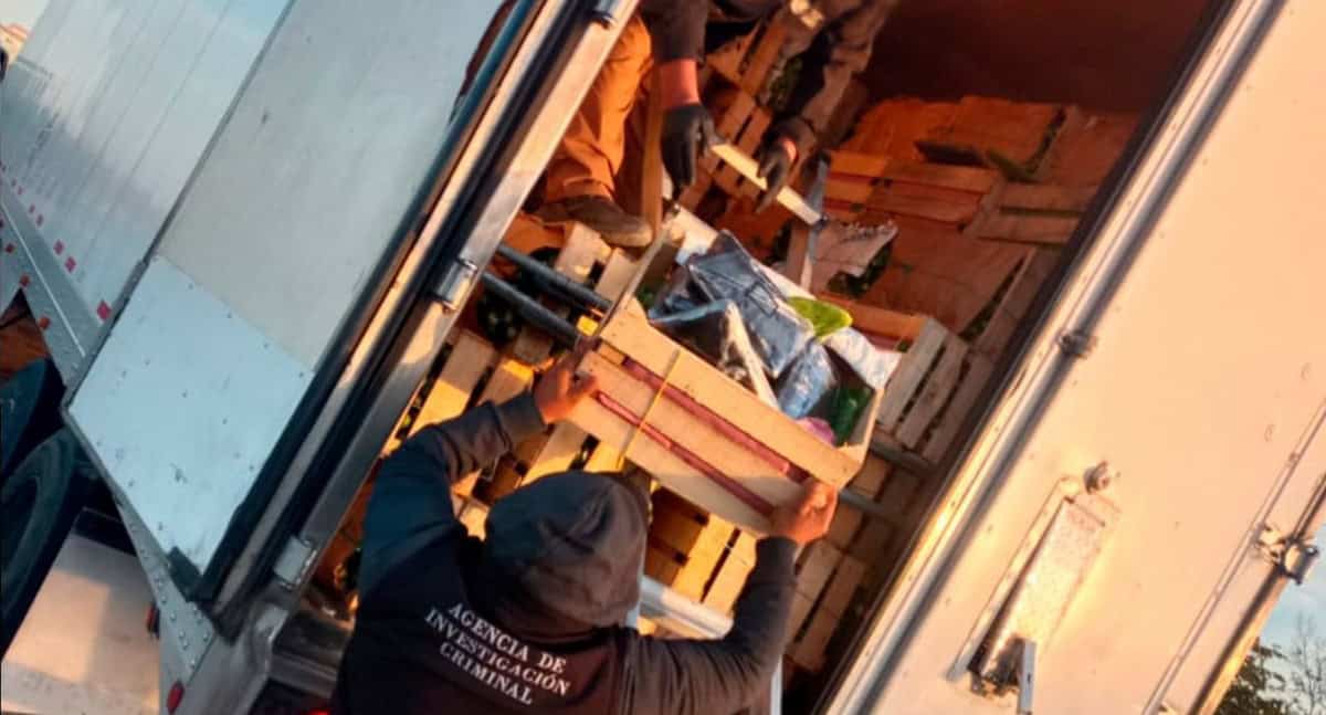 Decomisan 275 mil pastillas de fentanilo ocultas entre nopales en Sonora