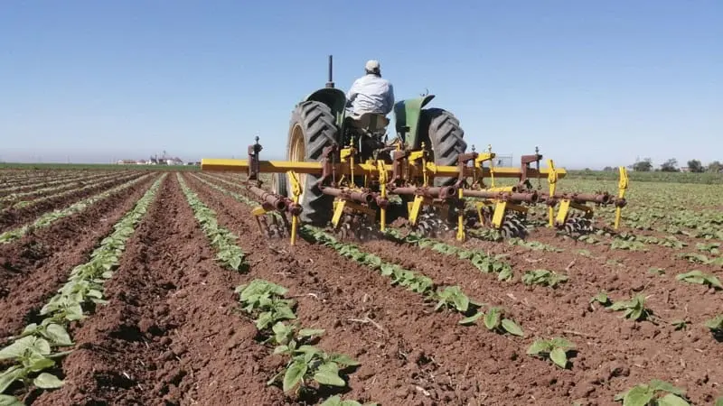 Avanza la reconversión de cultivo en la entidad