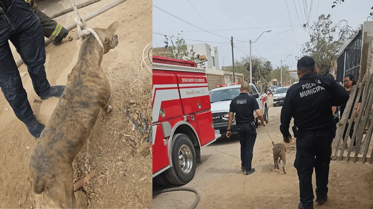 Rescatan a dos perros durante incendio en la colonia Laura Alicia Frías