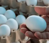 Retiran 2 millones de huevos por brote de salmonela
