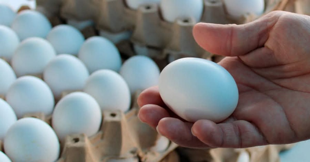 Multarán a quien introduzca huevos a Estados Unidos