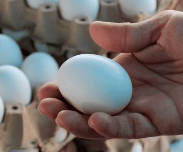 Multarán a quien introduzca huevos a Estados Unidos