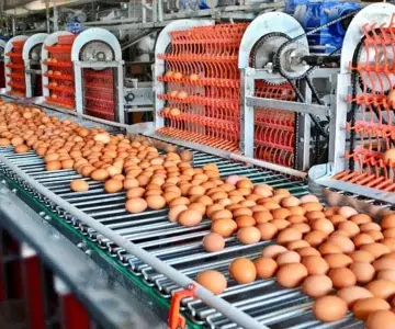 México aumenta producción de huevo de mesa: Sader