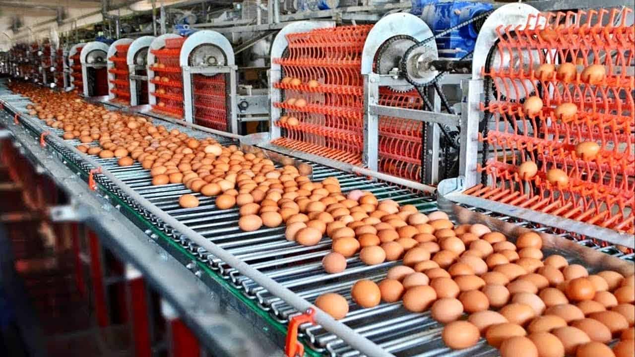 México aumenta producción de huevo de mesa: Sader