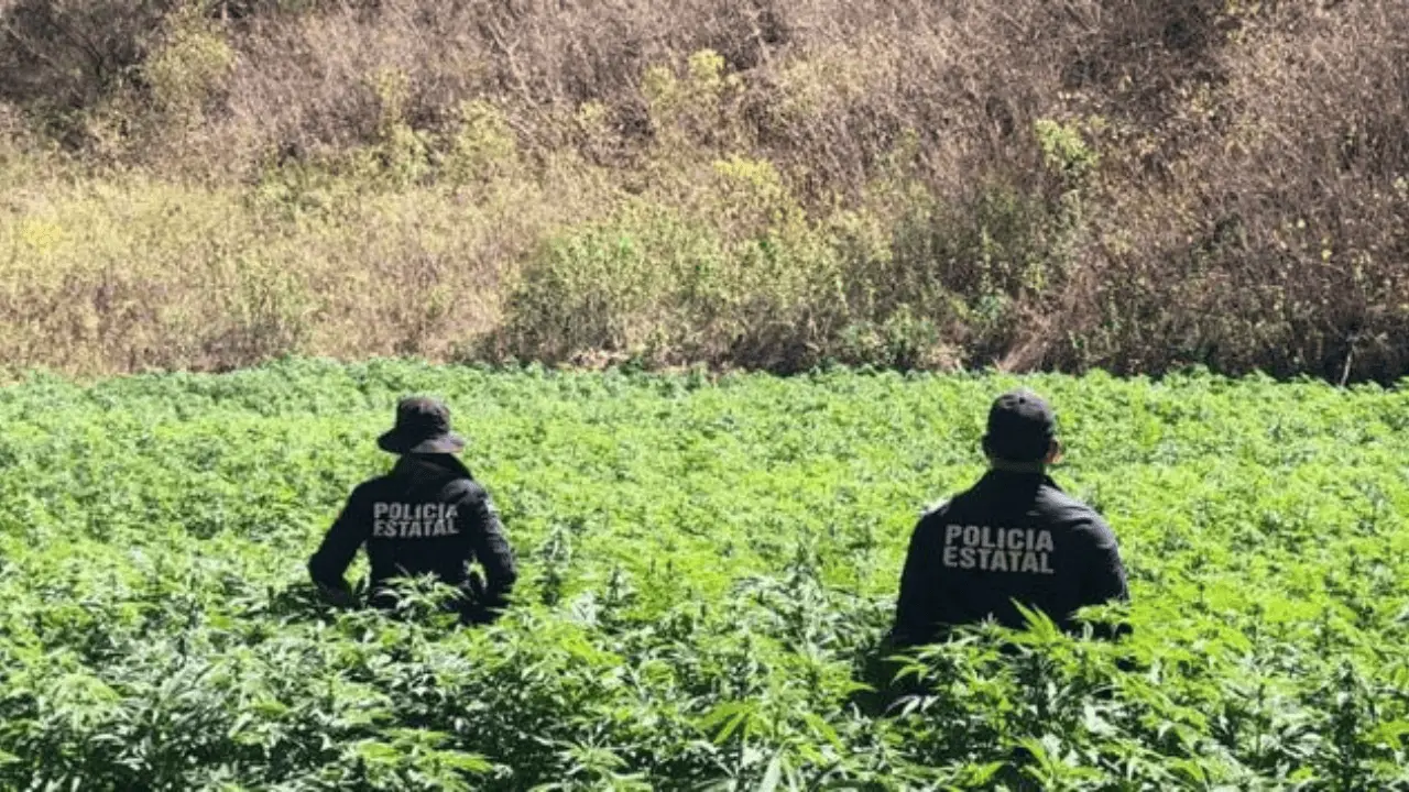 SSP Sonora localiza y destruye 5 plantíos de mariguana en Álamos
