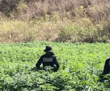 SSP Sonora localiza y destruye 5 plantíos de mariguana en Álamos