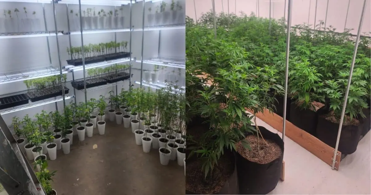 Aseguran plantío de mariguana en Punta Chueca; más de 700 plantas