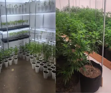 Aseguran plantío de mariguana en Punta Chueca; más de 700 plantas