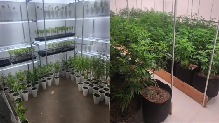 En un inmueble se localizaron dos cuartos dedicados al cultivo de mariguana. (Foto: @MesaSegSonora)