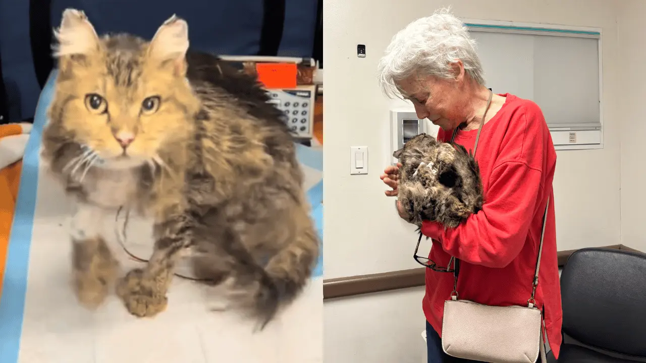 Adulta mayor que perdió su casa en incendios de LA se reencuentra con su gata