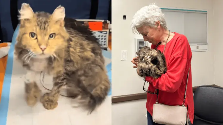 La pequeña Aggie vivió entre ruinas y cenizas dos meses. (Foto: Especial/EXPRESO)