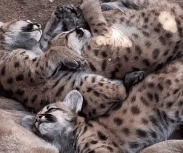 Nacen tres crías de puma en el Centro Ecológico de Sonora