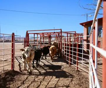 La UGRS busca duplicar la exportación de ganado a EU