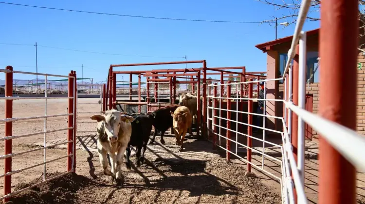 Ganaderos sonorenses impulsan exportar mil cabezas por cuarentenaria. (Especial/EXPRESO)