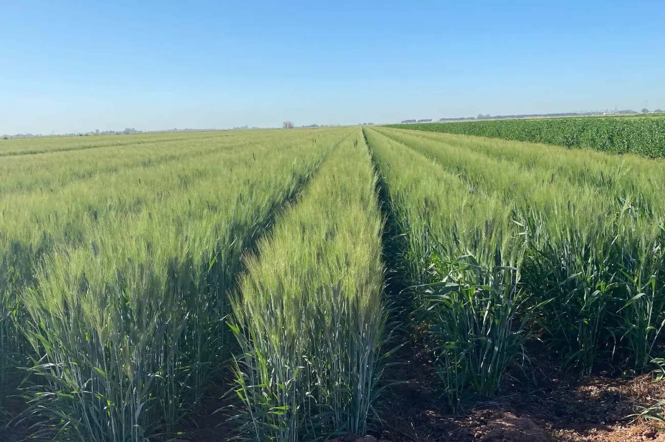 La siembra de trigo se reduce 50% en el país