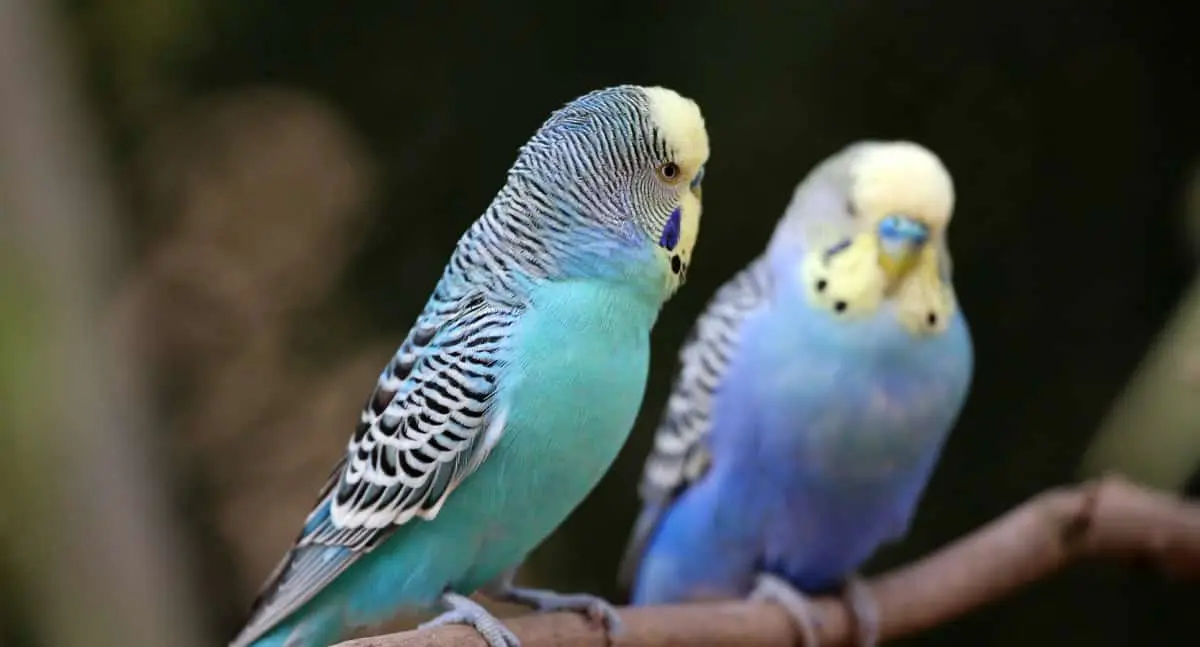 Estudio revela similitudes cerebrales entre humanos y periquitos del amor