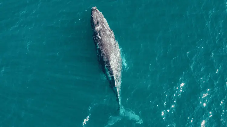 Un ejemplar de ballena gris ha sido avistada en San Carlos en las últimas horas. (Foto: Ilustrativa)