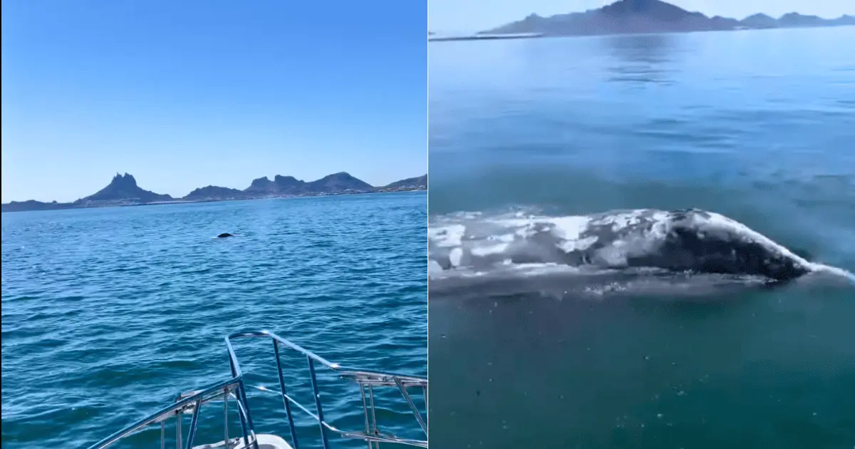Solitaria ballena gris en San Carlos alarma a expertos; piden no molestarla