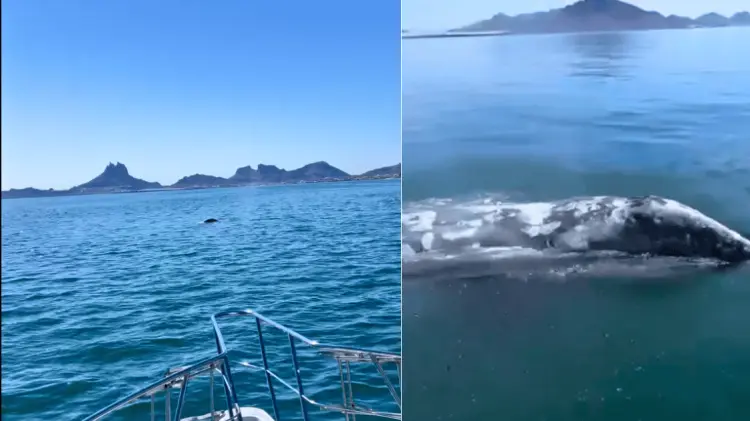 La ballena gris ha sido avistada desde hace dos semanas en San Carlos. (Capturas de pantalla)