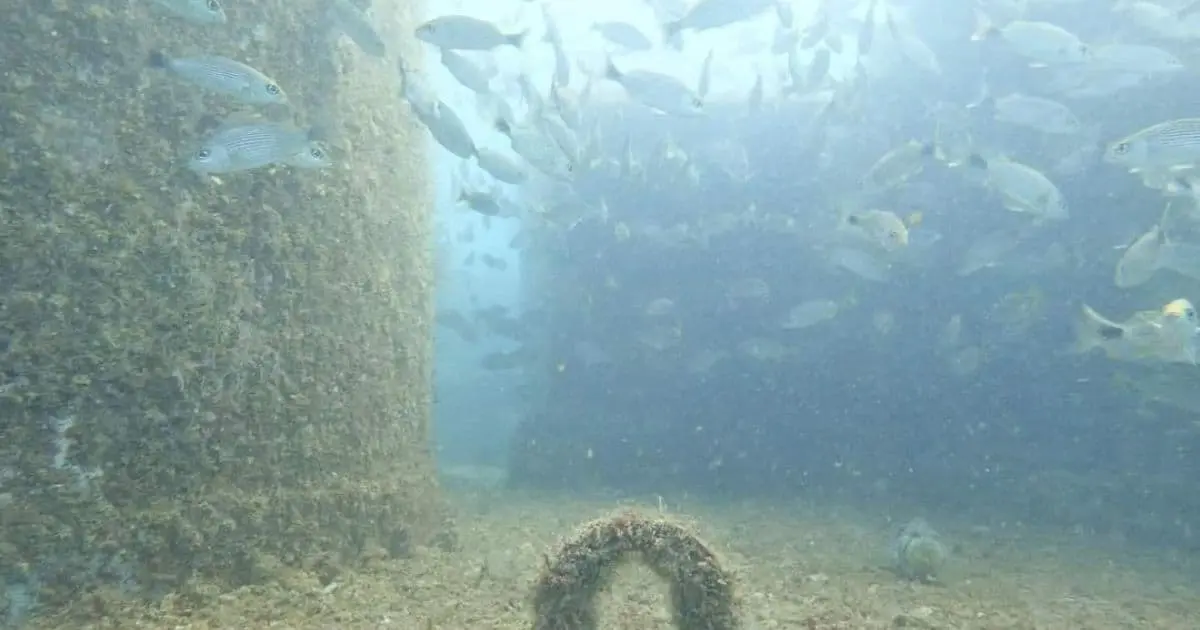 Hundirán dos buques en San Carlos este año para creación de arrecife artificial