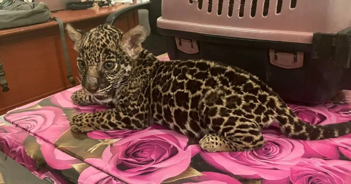 Profepa recupera cachorro de jaguar a la venta en plaza de Oaxaca