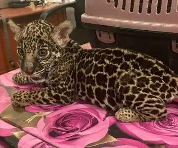Profepa recupera cachorro de jaguar a la venta en plaza de Oaxaca