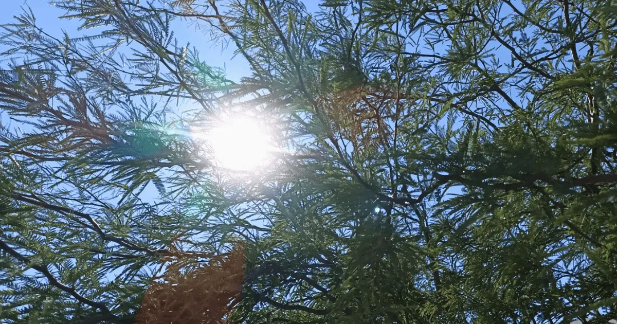 Persisten altas temperaturas en Hermosillo; prevén más de 35°C