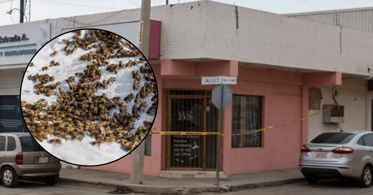 Abejas agresivas obligan a evacuar locales en el centro de Hermosillo