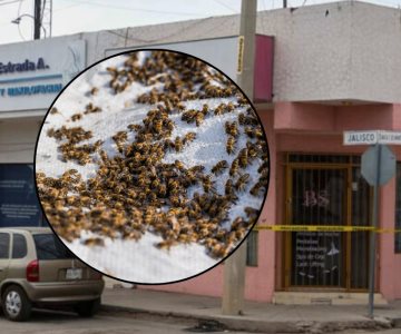 Abejas agresivas obligan a evacuar locales en el centro de Hermosillo