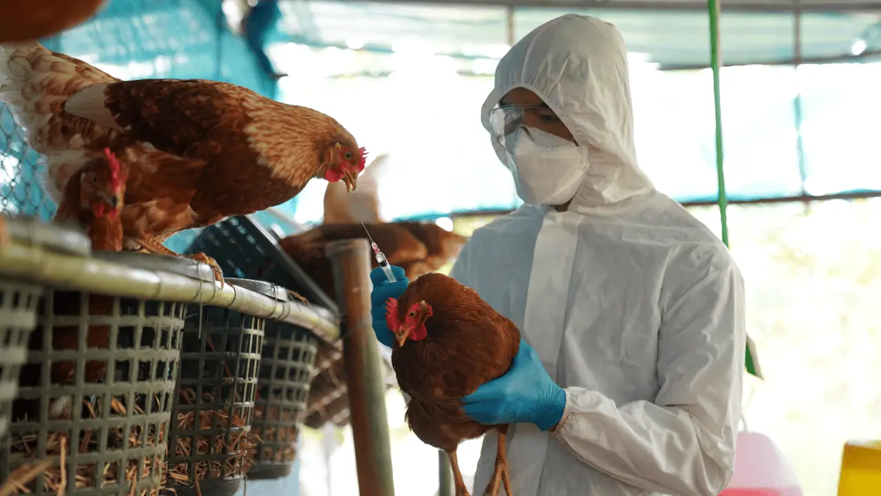 Confirma Salud el primer caso humano de influenza aviar A en México