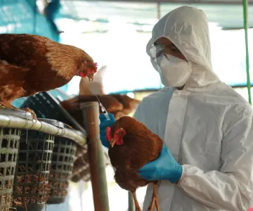 Confirma Salud el primer caso humano de influenza aviar A en México