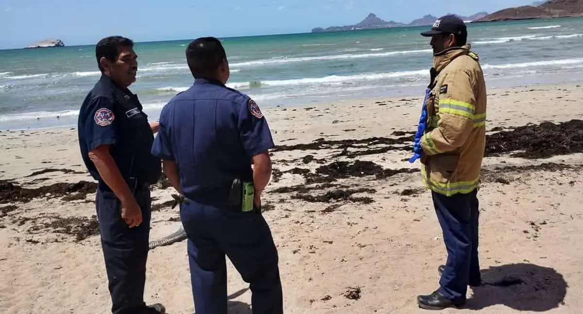 Avistamiento de ballena gris en Miramar moviliza a cuerpos de rescate