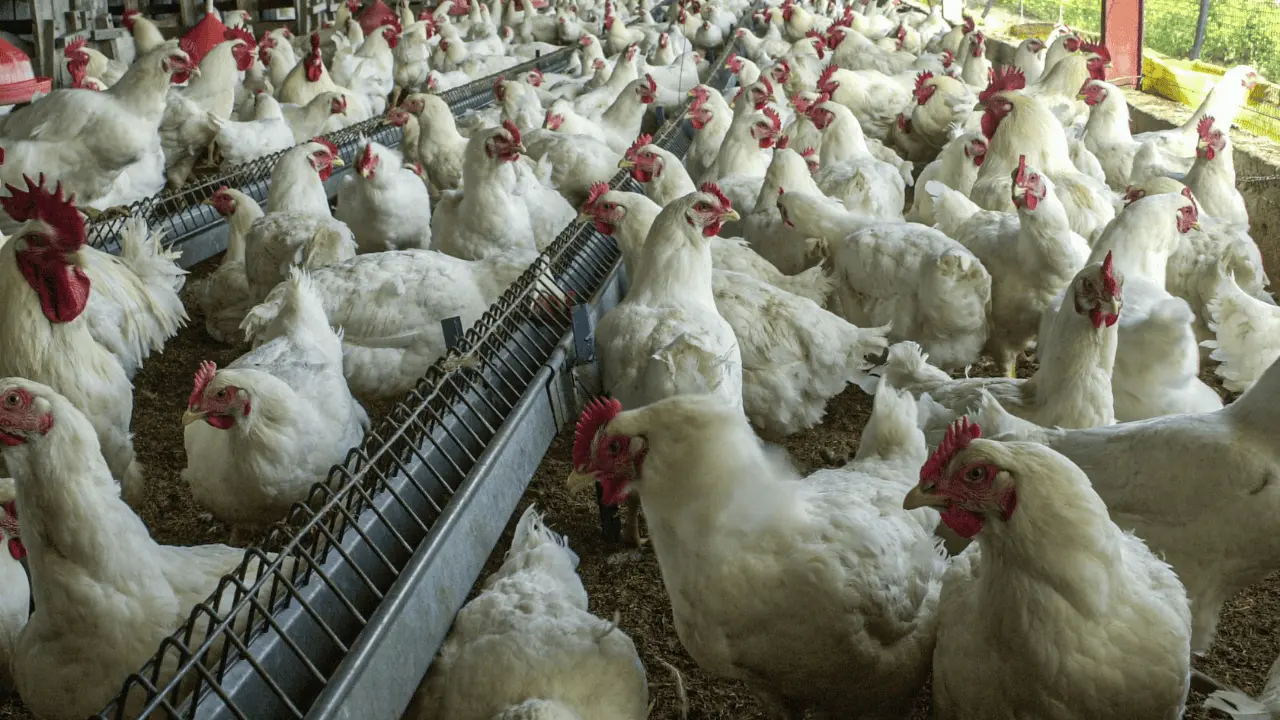 México suspende importación de productos avícolas de Brasil por gripe aviar