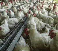 México suspende importación de productos avícolas de Brasil por gripe aviar
