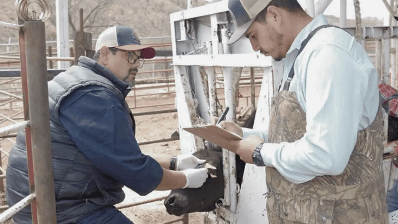 Recupera Sonora exportación de ganado con más de 54 mil reses