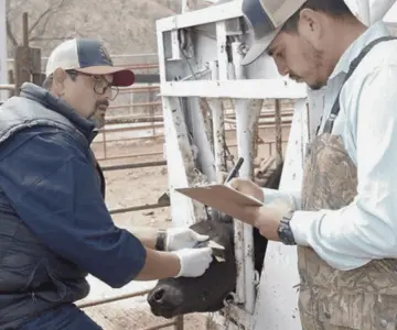 Recupera Sonora exportación de ganado con más de 54 mil reses