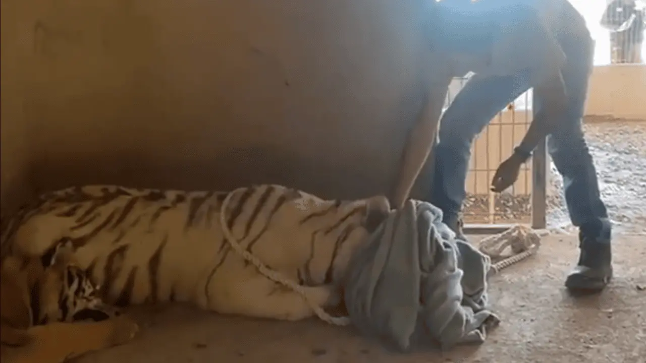 Rescatan a dos tigres en terreno abandonado en Sinaloa