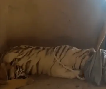 Rescatan a dos tigres en terreno abandonado en Sinaloa
