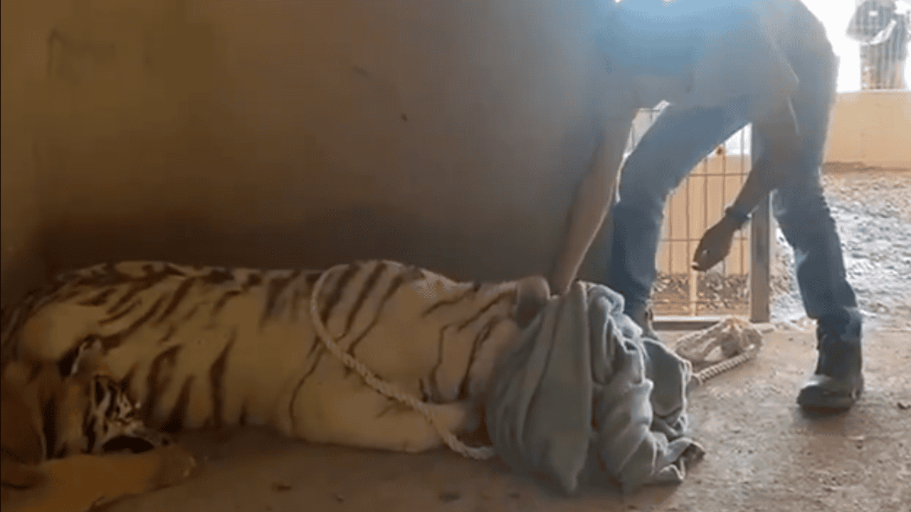 Rescatan a dos tigres en terreno abandonado en Sinaloa