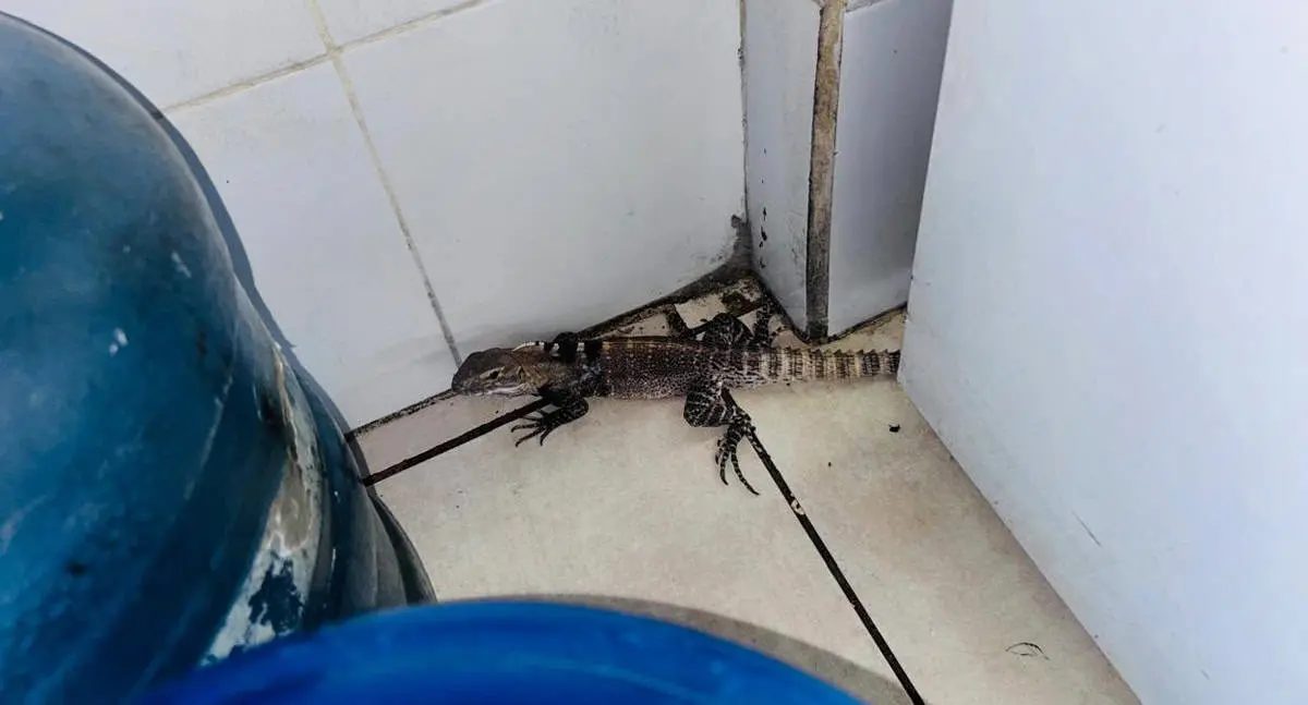 Aumenta la presencia de fauna silvestre en colonias de Hermosillo
