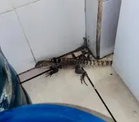 Aumenta la presencia de fauna silvestre en colonias de Hermosillo