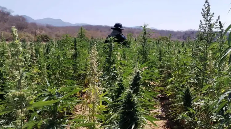 Localiza Gobierno de Sonora plantíos de mariguana en sierra de Álamos. (Foto: Especial / EXPRESO)