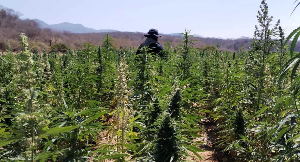 Detectan 22 toneladas de mariguana en sierra de Álamos