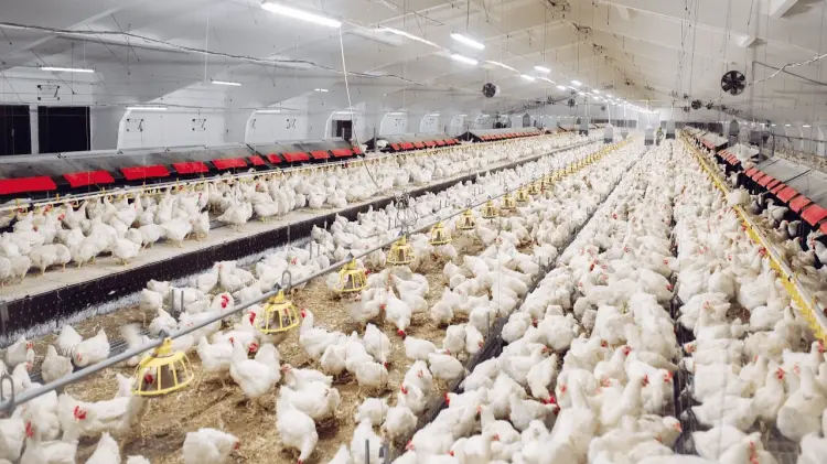 No representa riesgo para el consumo de pollo y huevo nacional. (Foto: Especial/EXPRESO)