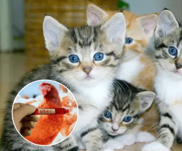 Esto es lo que puedes hacer para evitar que gatos contraigan la gripe aviar