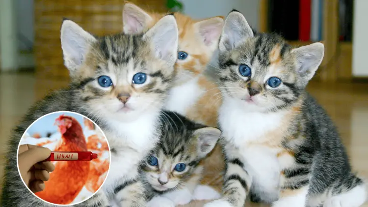 La gripe aviar es muy patógeno y no solo ataca a aves, sino a otros animales domésticos como gatos.