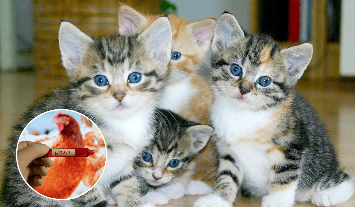 Esto es lo que puedes hacer para evitar que gatos contraigan la gripe aviar