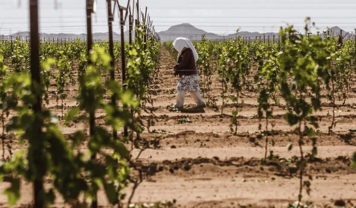 Sequía ocasiona disminución de trabajo en el campo sonorense