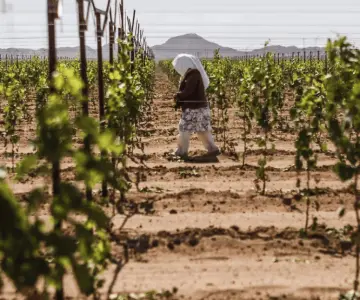 Sequía ocasiona disminución de trabajo en el campo sonorense